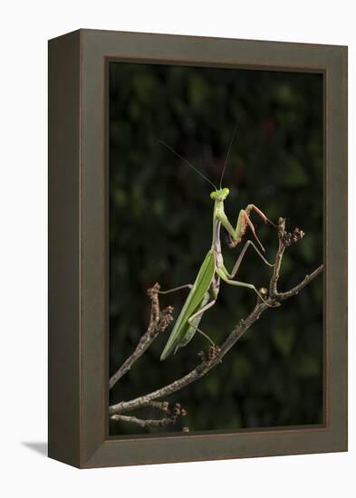 Stick Mantis (Mantodea), captive, Zambia, Africa-Janette Hill-Framed Premier Image Canvas