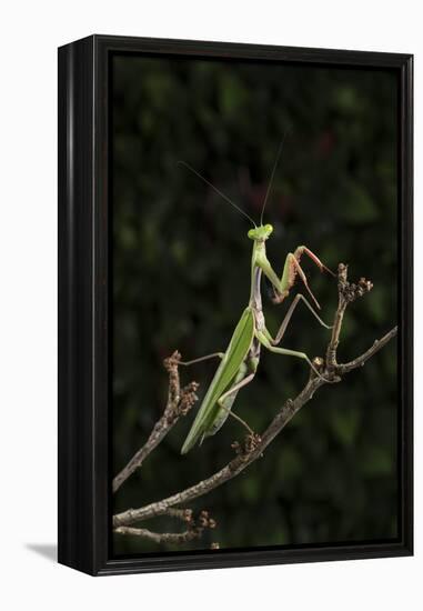 Stick Mantis (Mantodea), captive, Zambia, Africa-Janette Hill-Framed Premier Image Canvas