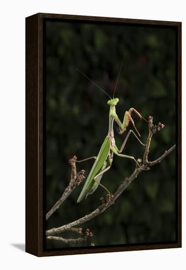 Stick Mantis (Mantodea), captive, Zambia, Africa-Janette Hill-Framed Premier Image Canvas