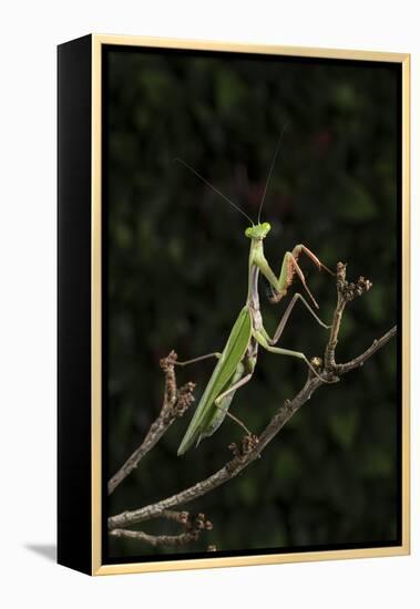 Stick Mantis (Mantodea), captive, Zambia, Africa-Janette Hill-Framed Premier Image Canvas