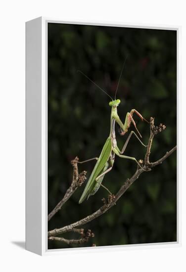 Stick Mantis (Mantodea), captive, Zambia, Africa-Janette Hill-Framed Premier Image Canvas