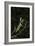 Stick Mantis (Mantodea), captive, Zambia, Africa-Janette Hill-Framed Photographic Print