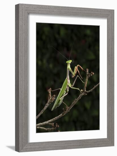 Stick Mantis (Mantodea), captive, Zambia, Africa-Janette Hill-Framed Photographic Print