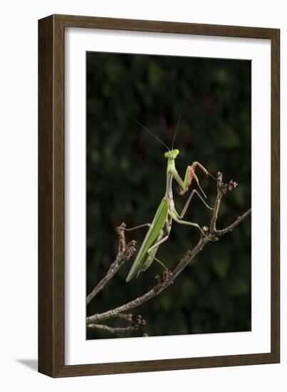 Stick Mantis (Mantodea), captive, Zambia, Africa-Janette Hill-Framed Photographic Print