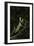 Stick Mantis (Mantodea), captive, Zambia, Africa-Janette Hill-Framed Photographic Print