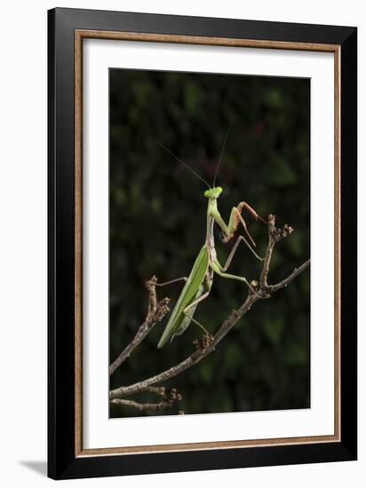 Stick Mantis (Mantodea), captive, Zambia, Africa-Janette Hill-Framed Photographic Print