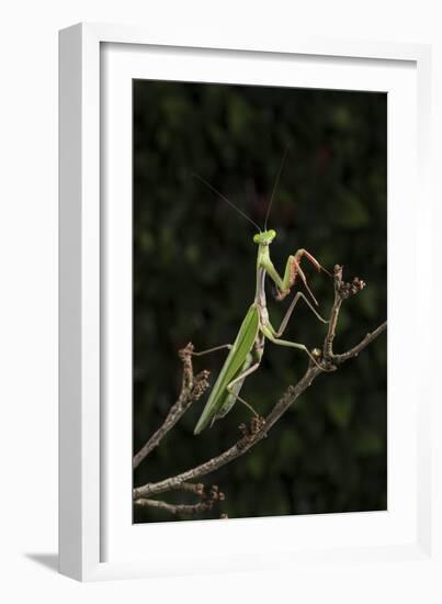 Stick Mantis (Mantodea), captive, Zambia, Africa-Janette Hill-Framed Photographic Print