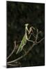 Stick Mantis (Mantodea), captive, Zambia, Africa-Janette Hill-Mounted Photographic Print