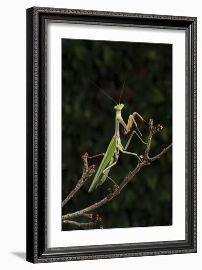 Stick Mantis (Mantodea), captive, Zambia, Africa-Janette Hill-Framed Photographic Print