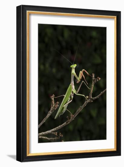 Stick Mantis (Mantodea), captive, Zambia, Africa-Janette Hill-Framed Photographic Print