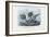 Stickleback, 1863-79-Raimundo Petraroja-Framed Giclee Print