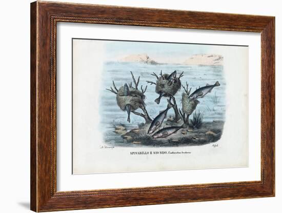 Stickleback, 1863-79-Raimundo Petraroja-Framed Giclee Print