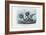 Stickleback, 1863-79-Raimundo Petraroja-Framed Giclee Print