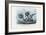 Stickleback, 1863-79-Raimundo Petraroja-Framed Giclee Print