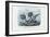 Stickleback, 1863-79-Raimundo Petraroja-Framed Giclee Print