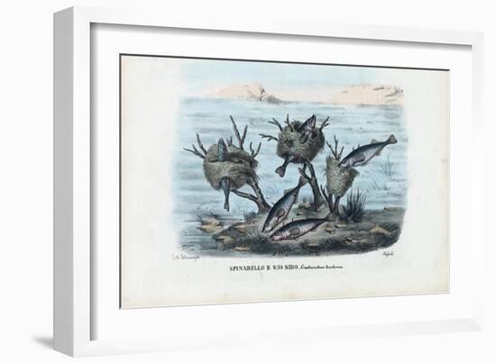 Stickleback, 1863-79-Raimundo Petraroja-Framed Giclee Print