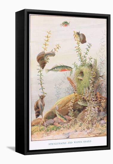 Sticklebacks and Water Snails, Illustration from 'Country Ways and Country Days'-Louis Fairfax Muckley-Framed Premier Image Canvas