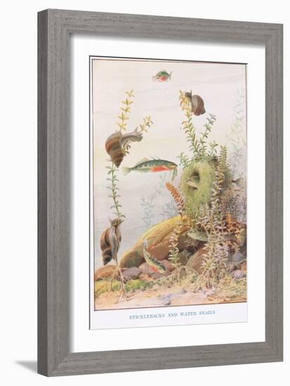 Sticklebacks and Water Snails, Illustration from 'Country Ways and Country Days'-Louis Fairfax Muckley-Framed Giclee Print