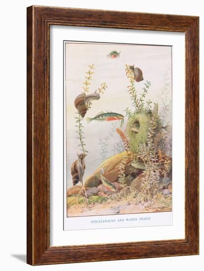 Sticklebacks and Water Snails, Illustration from 'Country Ways and Country Days'-Louis Fairfax Muckley-Framed Giclee Print