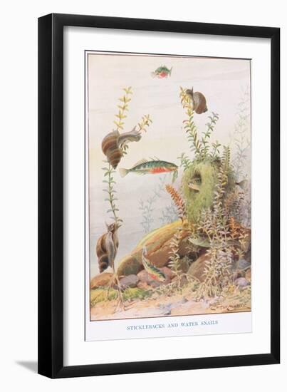 Sticklebacks and Water Snails, Illustration from 'Country Ways and Country Days'-Louis Fairfax Muckley-Framed Giclee Print