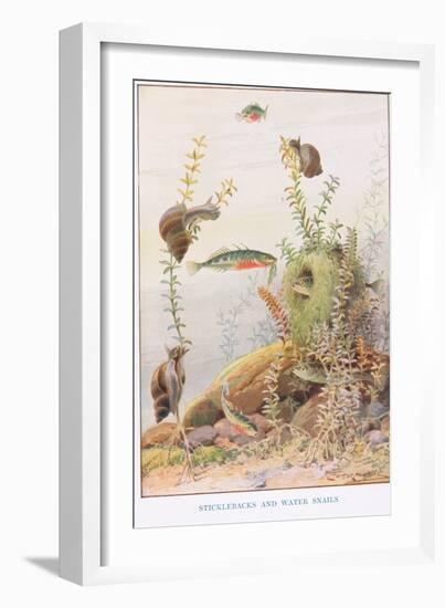 Sticklebacks and Water Snails, Illustration from 'Country Ways and Country Days'-Louis Fairfax Muckley-Framed Giclee Print