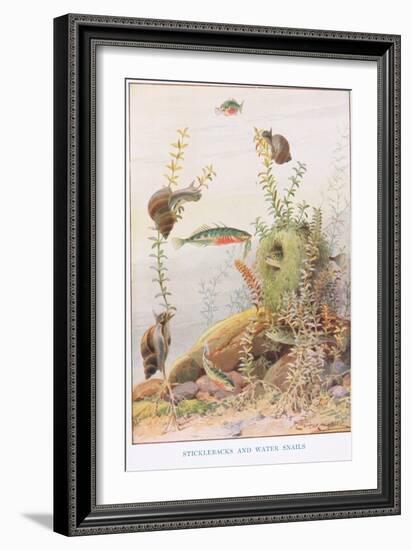 Sticklebacks and Water Snails, Illustration from 'Country Ways and Country Days'-Louis Fairfax Muckley-Framed Giclee Print