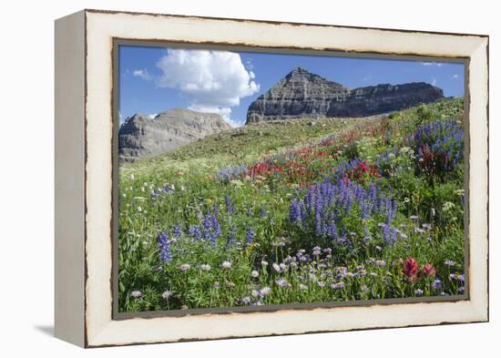 Sticky Aster and Indian Paintbrush, Mt. Timpanogas Wilderness Area-Howie Garber-Framed Premier Image Canvas