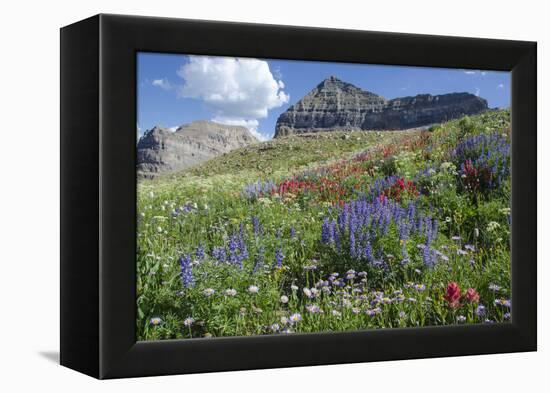 Sticky Aster and Indian Paintbrush, Mt. Timpanogas Wilderness Area-Howie Garber-Framed Premier Image Canvas