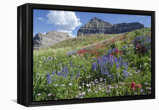 Sticky Aster and Indian Paintbrush, Mt. Timpanogas Wilderness Area-Howie Garber-Framed Premier Image Canvas