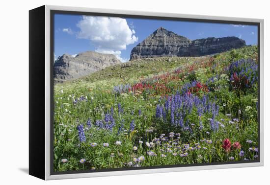 Sticky Aster and Indian Paintbrush, Mt. Timpanogas Wilderness Area-Howie Garber-Framed Premier Image Canvas