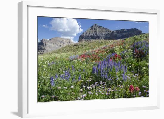 Sticky Aster and Indian Paintbrush, Mt. Timpanogas Wilderness Area-Howie Garber-Framed Photographic Print