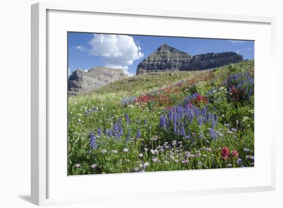 Sticky Aster and Indian Paintbrush, Mt. Timpanogas Wilderness Area-Howie Garber-Framed Photographic Print