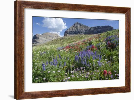 Sticky Aster and Indian Paintbrush, Mt. Timpanogas Wilderness Area-Howie Garber-Framed Photographic Print