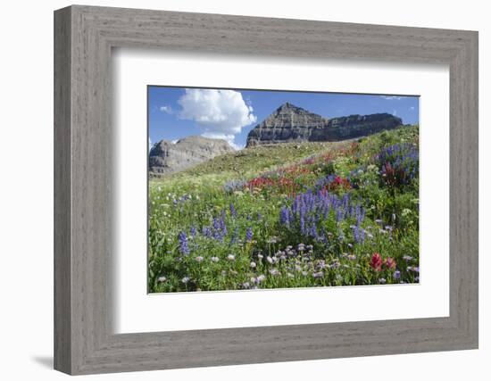 Sticky Aster and Indian Paintbrush, Mt. Timpanogas Wilderness Area-Howie Garber-Framed Photographic Print