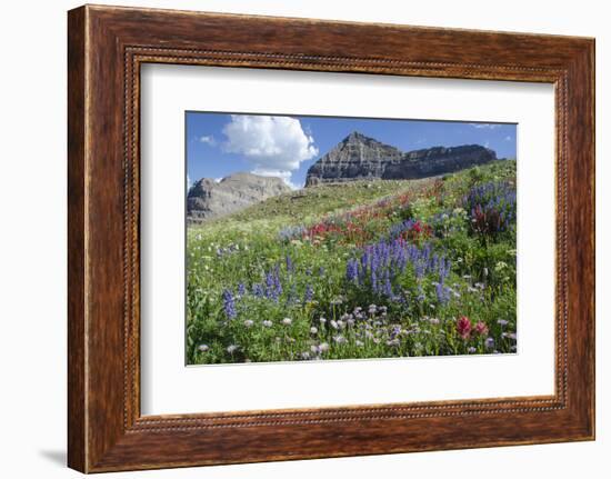 Sticky Aster and Indian Paintbrush, Mt. Timpanogas Wilderness Area-Howie Garber-Framed Photographic Print