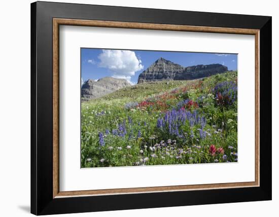 Sticky Aster and Indian Paintbrush, Mt. Timpanogas Wilderness Area-Howie Garber-Framed Photographic Print