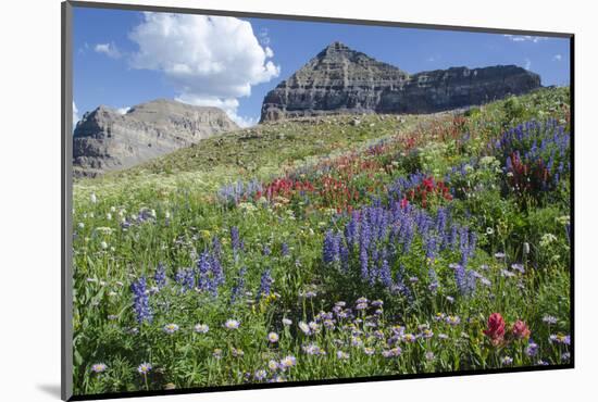 Sticky Aster and Indian Paintbrush, Mt. Timpanogas Wilderness Area-Howie Garber-Mounted Photographic Print