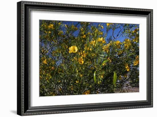 Sticky Cassia (Senna Glutinosa)-Bob Gibbons-Framed Photographic Print