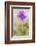 Sticky primrose Nordtirol, Austrian Alps-Alex Hyde-Framed Photographic Print