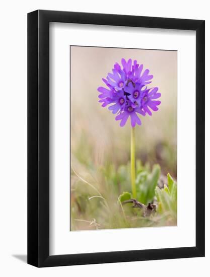 Sticky primrose Nordtirol, Austrian Alps-Alex Hyde-Framed Photographic Print