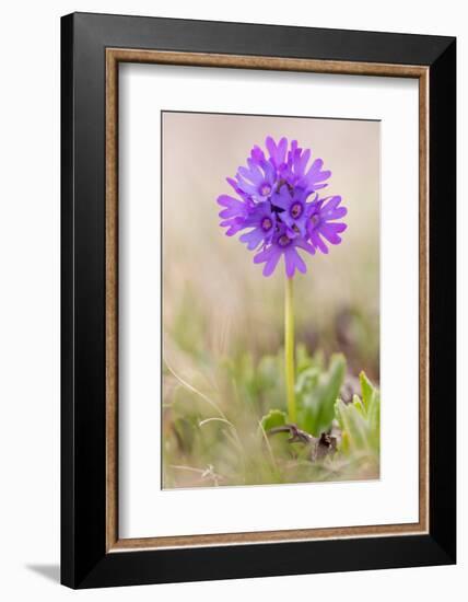 Sticky primrose Nordtirol, Austrian Alps-Alex Hyde-Framed Photographic Print