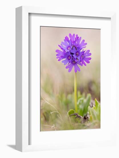 Sticky primrose Nordtirol, Austrian Alps-Alex Hyde-Framed Photographic Print