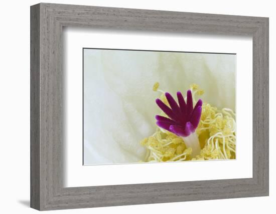 Stigma and Anthers of Cactus Flower (Notocactus Crassigibbus)-Chris Mattison-Framed Photographic Print