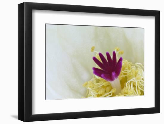 Stigma and Anthers of Cactus Flower (Notocactus Crassigibbus)-Chris Mattison-Framed Photographic Print