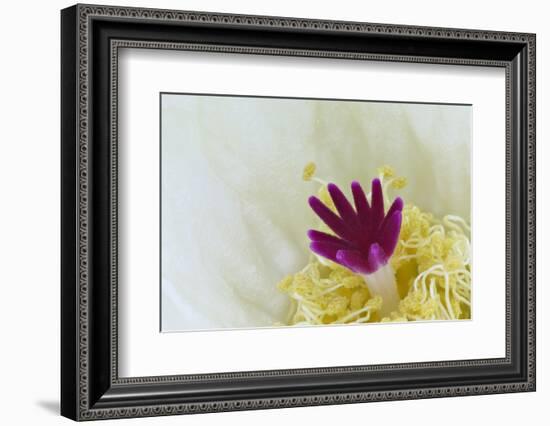 Stigma and Anthers of Cactus Flower (Notocactus Crassigibbus)-Chris Mattison-Framed Photographic Print