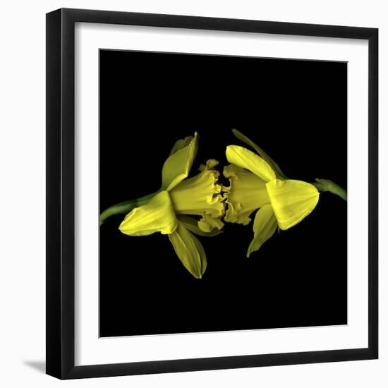 Still Kissing - Daffodils-Magda Indigo-Framed Photographic Print