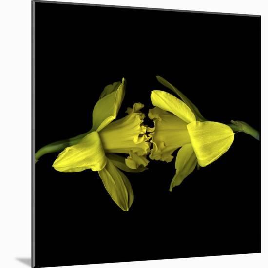 Still Kissing - Daffodils-Magda Indigo-Mounted Photographic Print