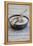 Still Life, Bowl, Sand, Driftwood, Snail Shell-Andrea Haase-Framed Premier Image Canvas