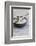 Still Life, Bowl, Sand, Driftwood, Starfish-Andrea Haase-Framed Photographic Print