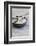 Still Life, Bowl, Sand, Driftwood, Starfish-Andrea Haase-Framed Photographic Print